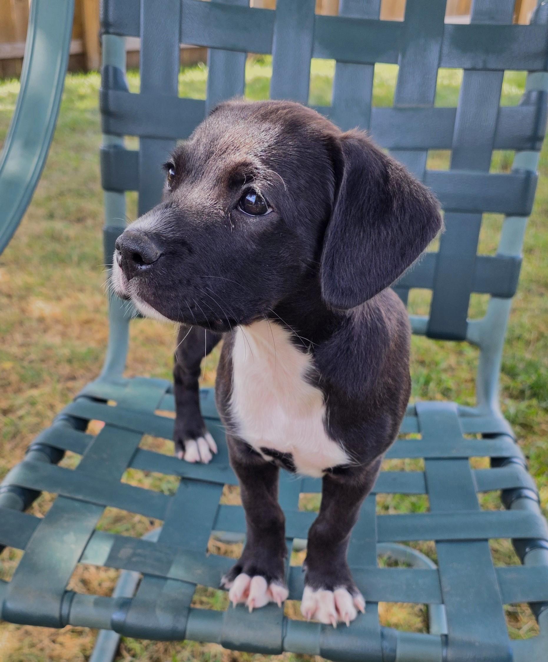 Enlarge Crumpet, a Adoptable mixed breed in Lisbon, IA image 6/6