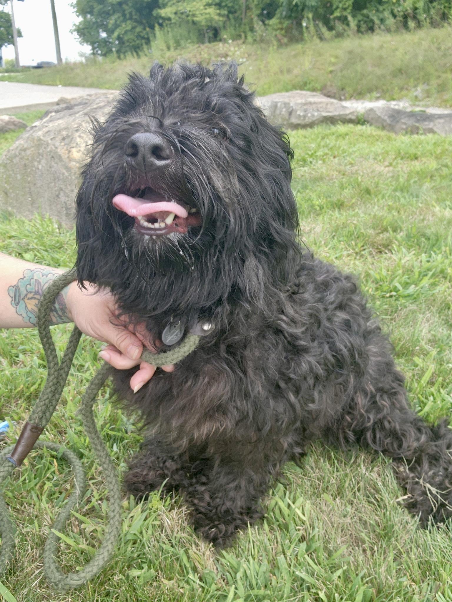 Mia, an adopted mixed breed in Youngstown, OH image 3/3