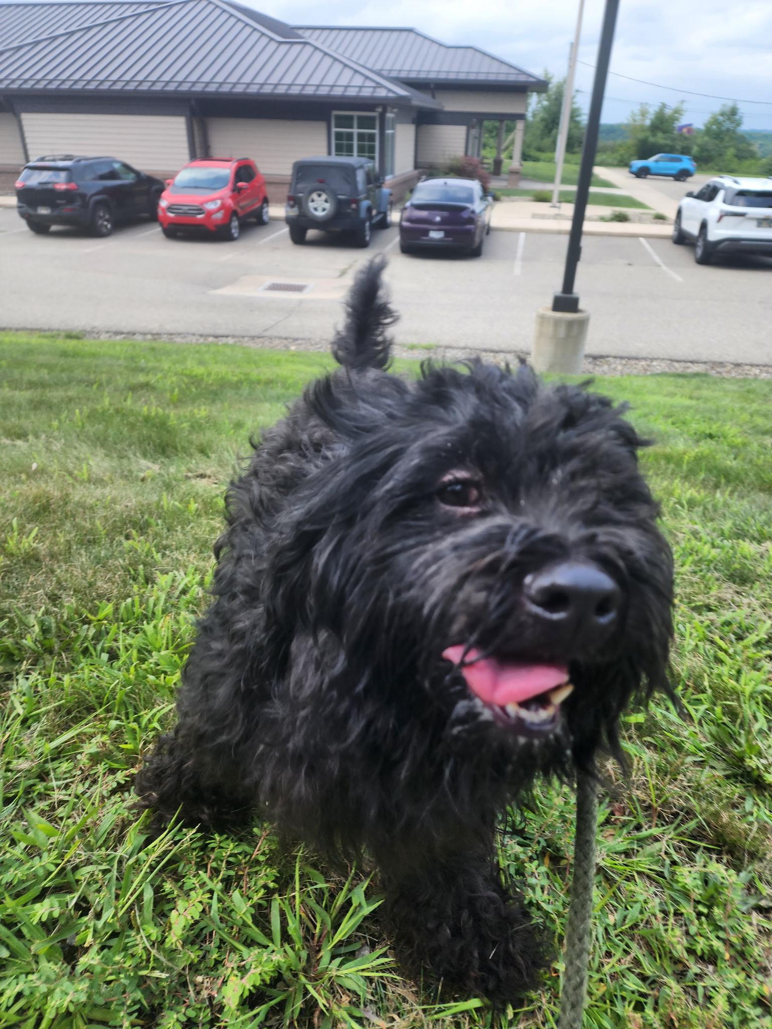 Mia, adopted, Young Female Poodle.
