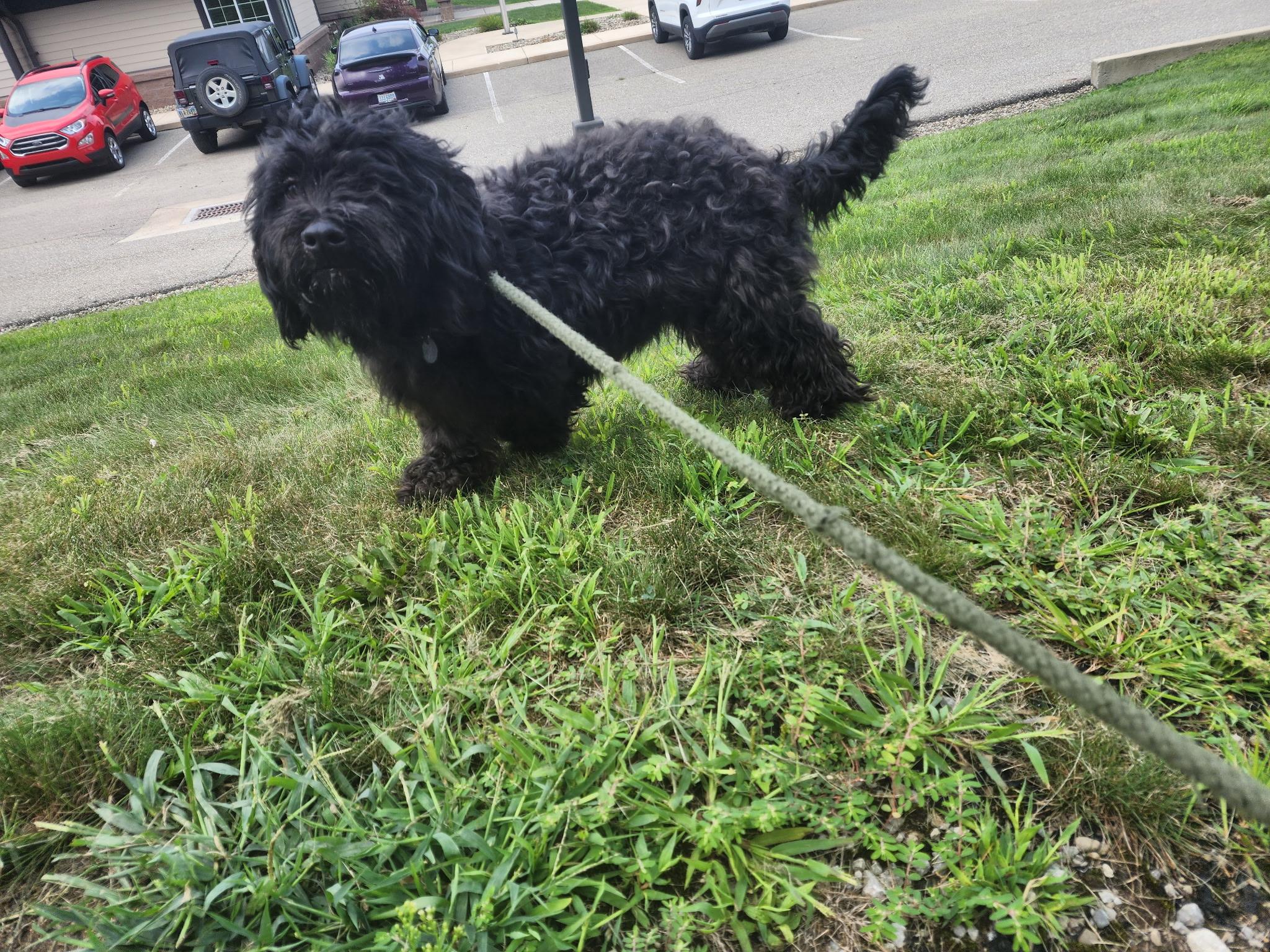 Mia, an adopted mixed breed in Youngstown, OH image 2/3