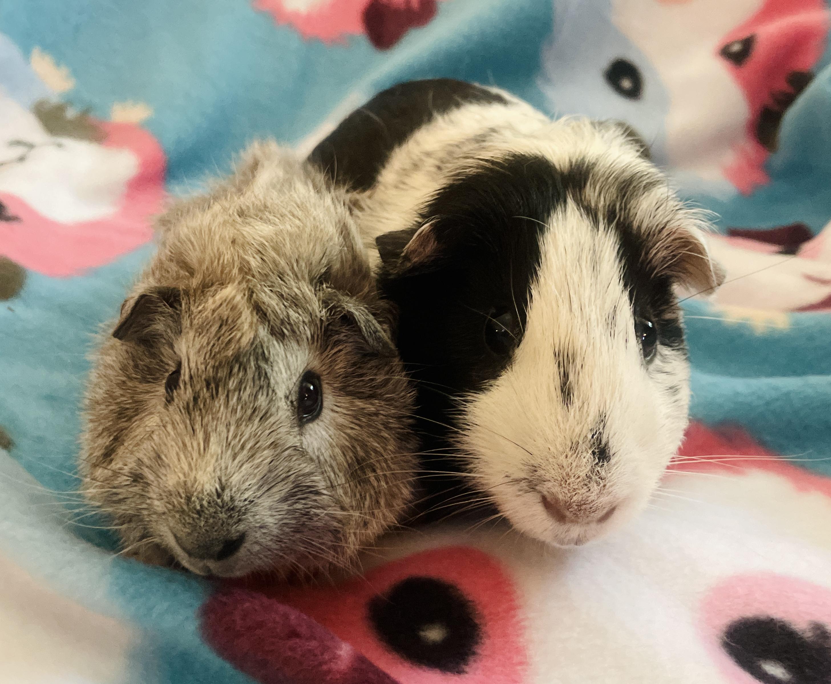 Enlarge Dash & Scout, an adopted Guinea Pig in Los Angeles, CA image 1/4