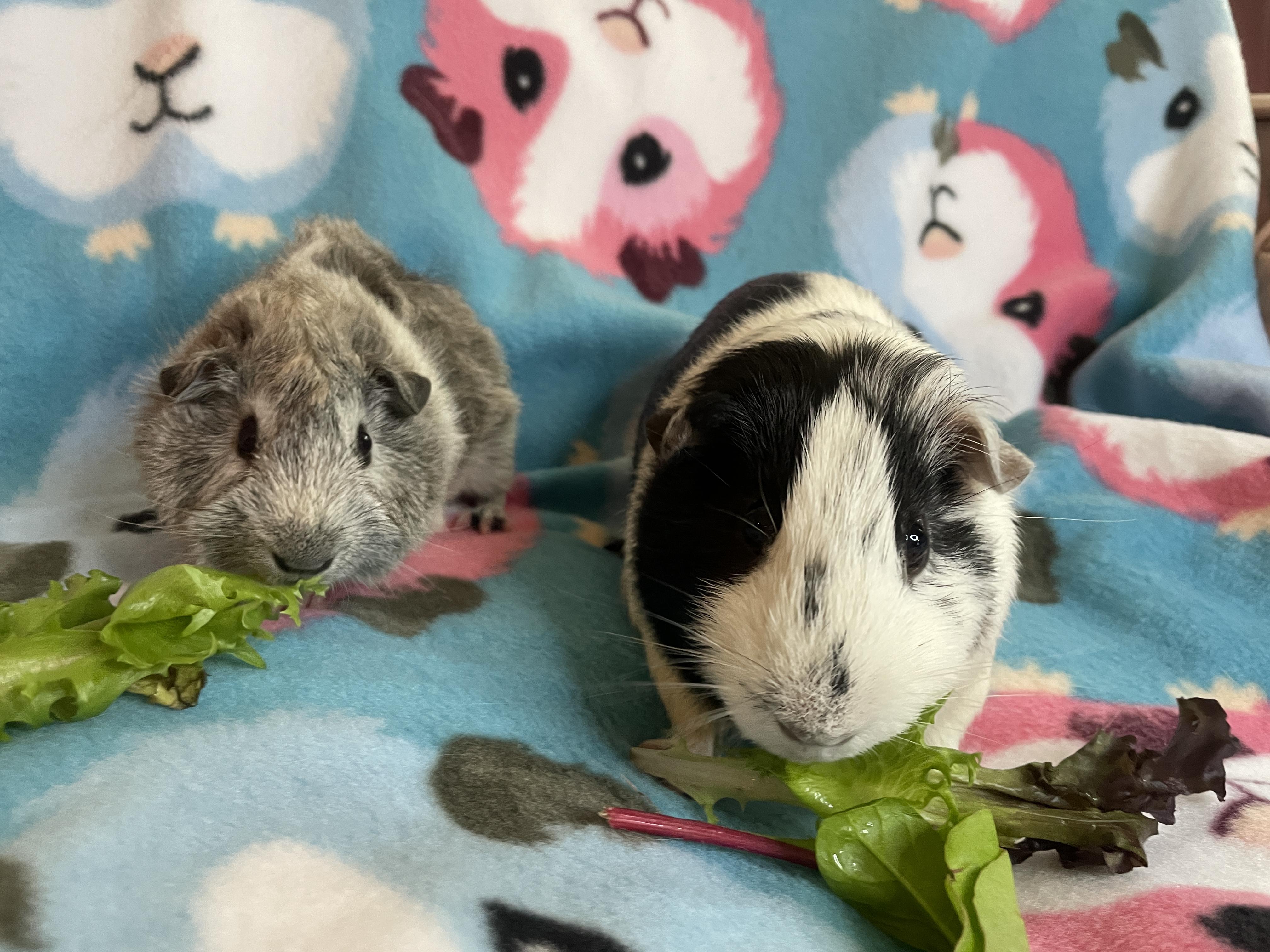 Enlarge Dash & Scout, an adopted Guinea Pig in Los Angeles, CA image 2/4