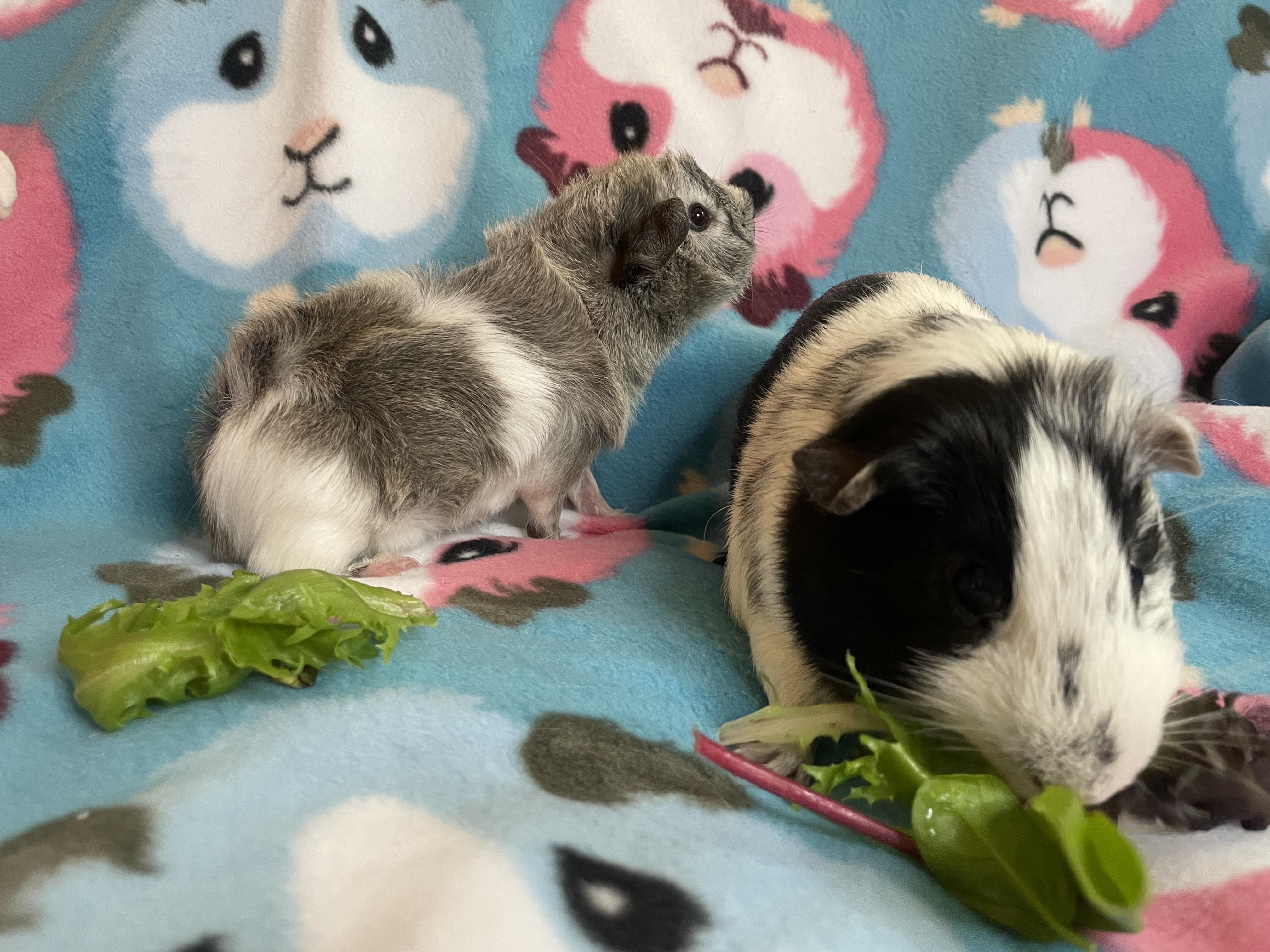 Enlarge Dash & Scout, an adopted Guinea Pig in Los Angeles, CA image 3/4