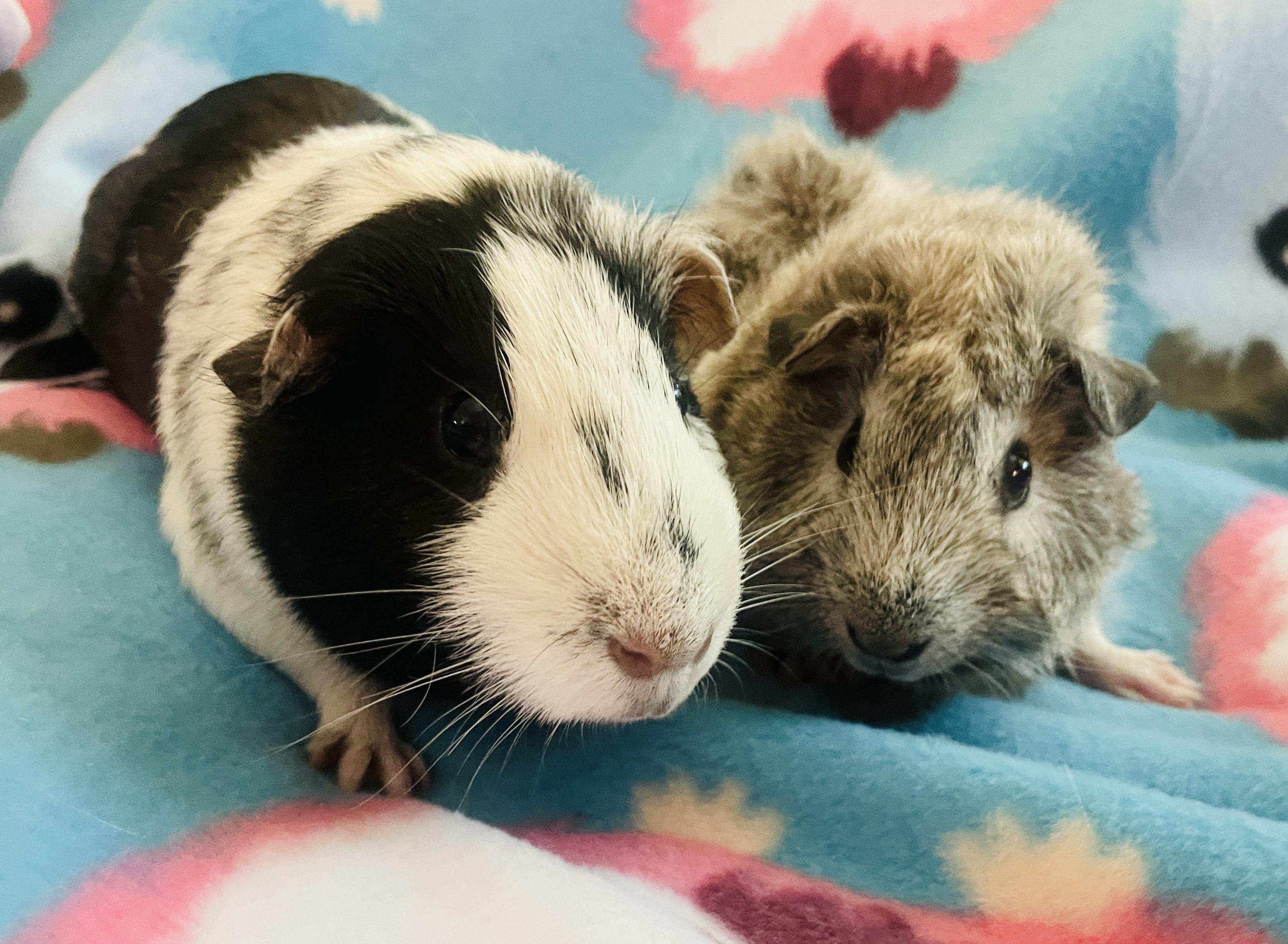 Dash & Scout, adopted, Young Male Guinea Pig.