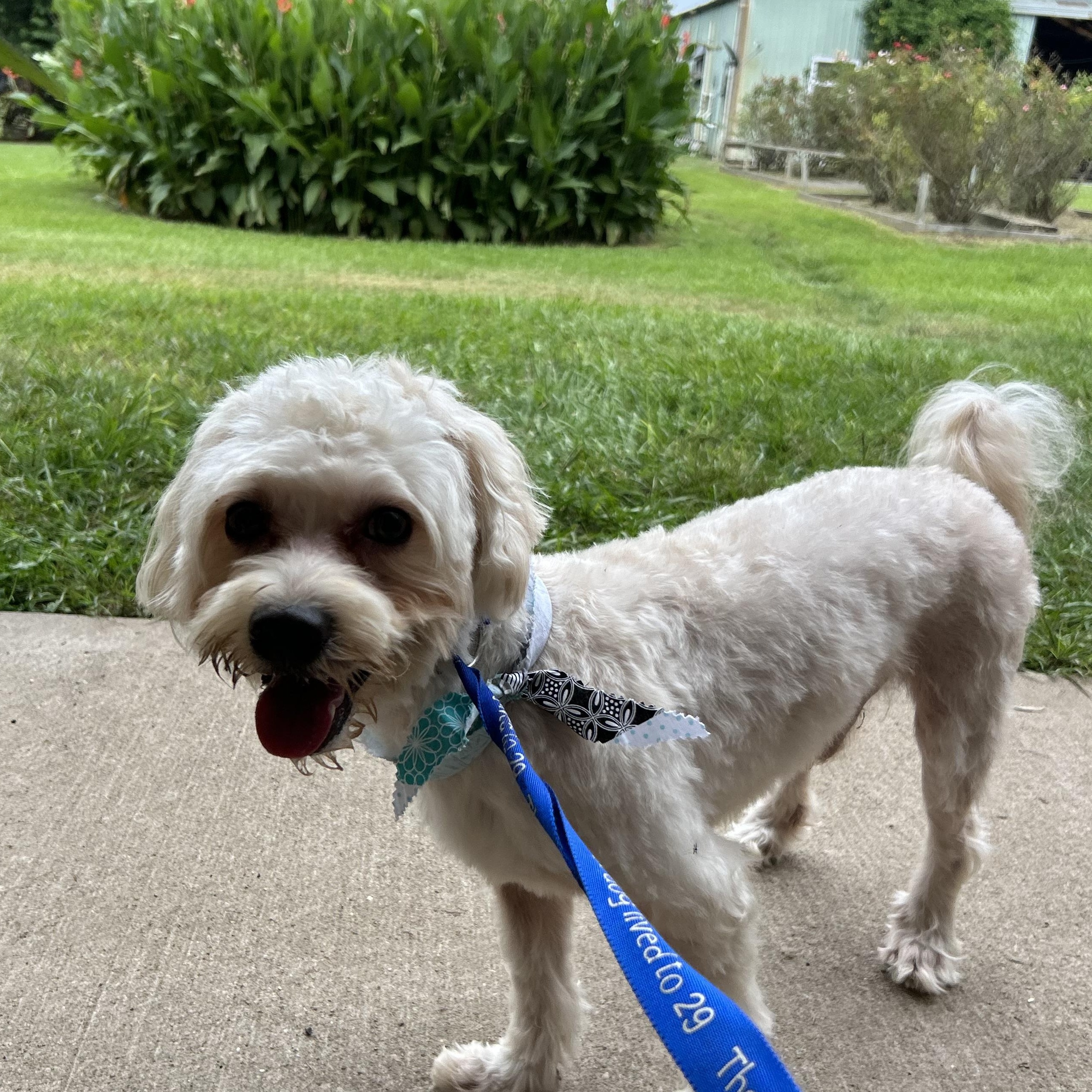 Astro, an adoptable Maltipoo in Fulshear, TX, 77441 | Photo Image 2
