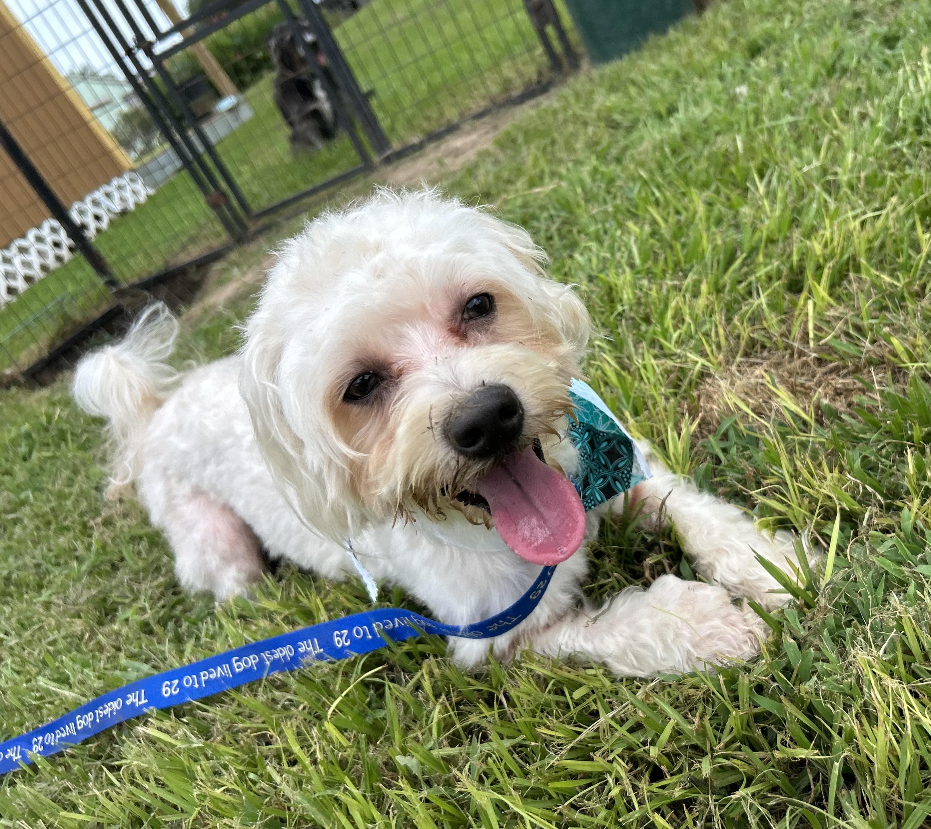 Astro, an adoptable Maltipoo in Fulshear, TX, 77441 | Photo Image 5