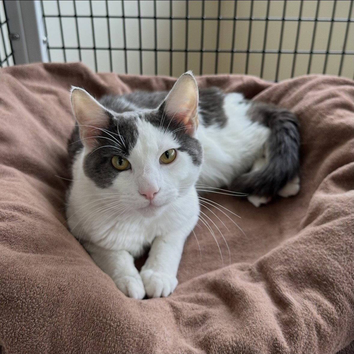 Pythagoras, Adopted, Adult Male Domestic Medium Hair.