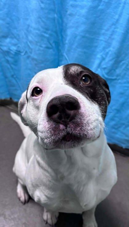 Baxter, Adoptable, Adult Male American Bulldog & Mixed Breed.