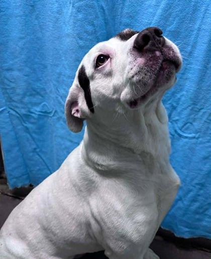 Baxter, a Adoptable mixed breed in McCook, NE image 1/3