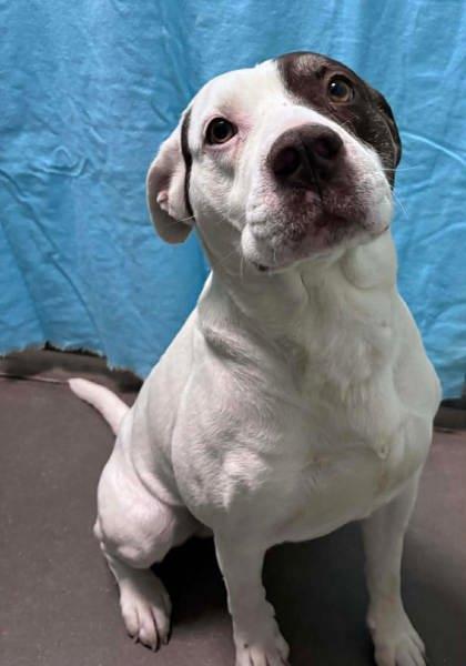 Enlarge Baxter, a Adoptable mixed breed in McCook, NE image 1/3