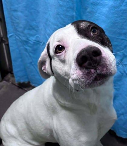 Baxter, Adoptable, Adult Male American Bulldog & Mixed Breed.