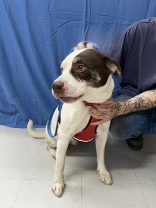 Baxter, a Adoptable mixed breed in McCook, NE image 3/3