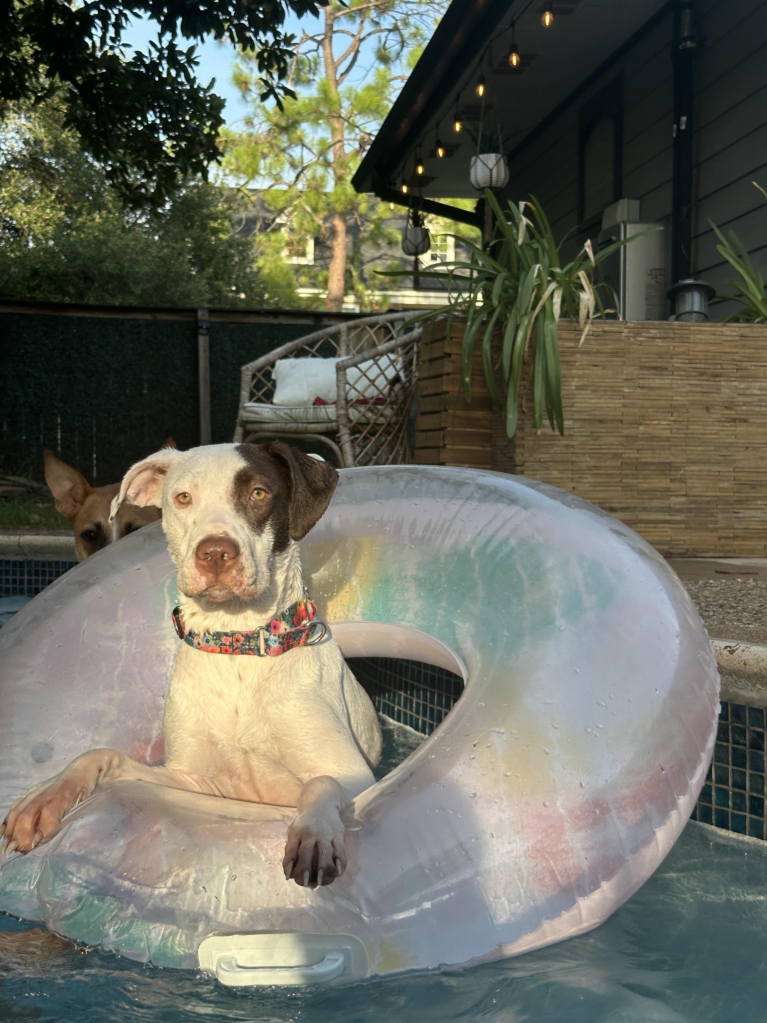 Daisy, an adoptable Pit Bull Terrier, Labrador Retriever in La Grande , OR, 97850 | Photo Image 2