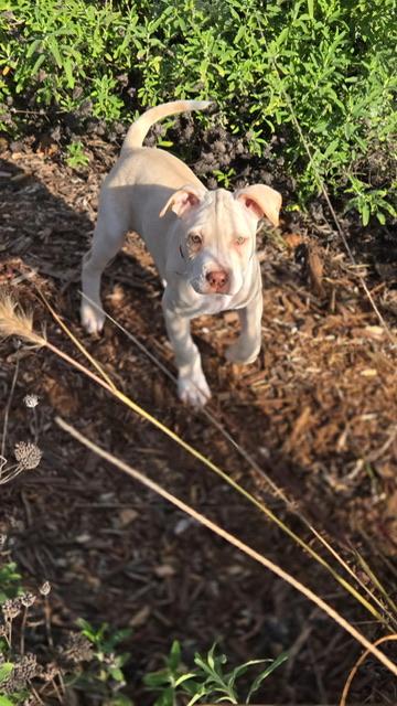 Poppy, ADOPTABLE, Puppy Female Pit Bull Terrier.