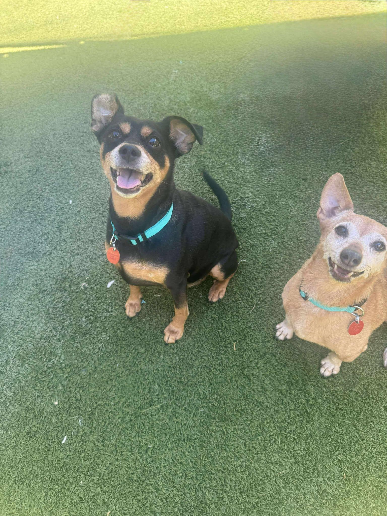 Harry & Houdini-Bonded Pair, a Adopted Chihuahua in Phoenix, AZ image 1/3