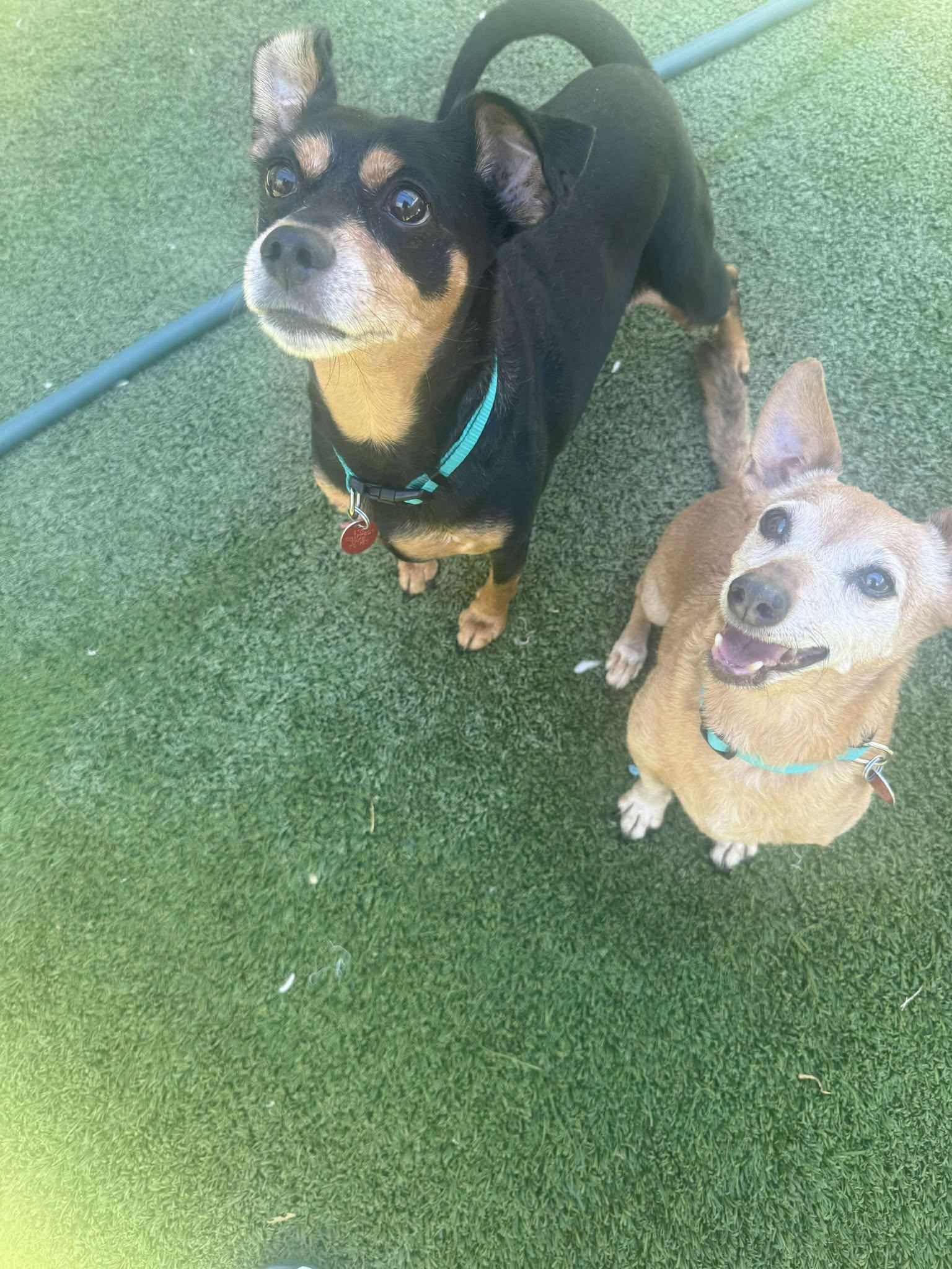 Harry & Houdini-Bonded Pair, a Adopted Chihuahua in Phoenix, AZ image 2/3