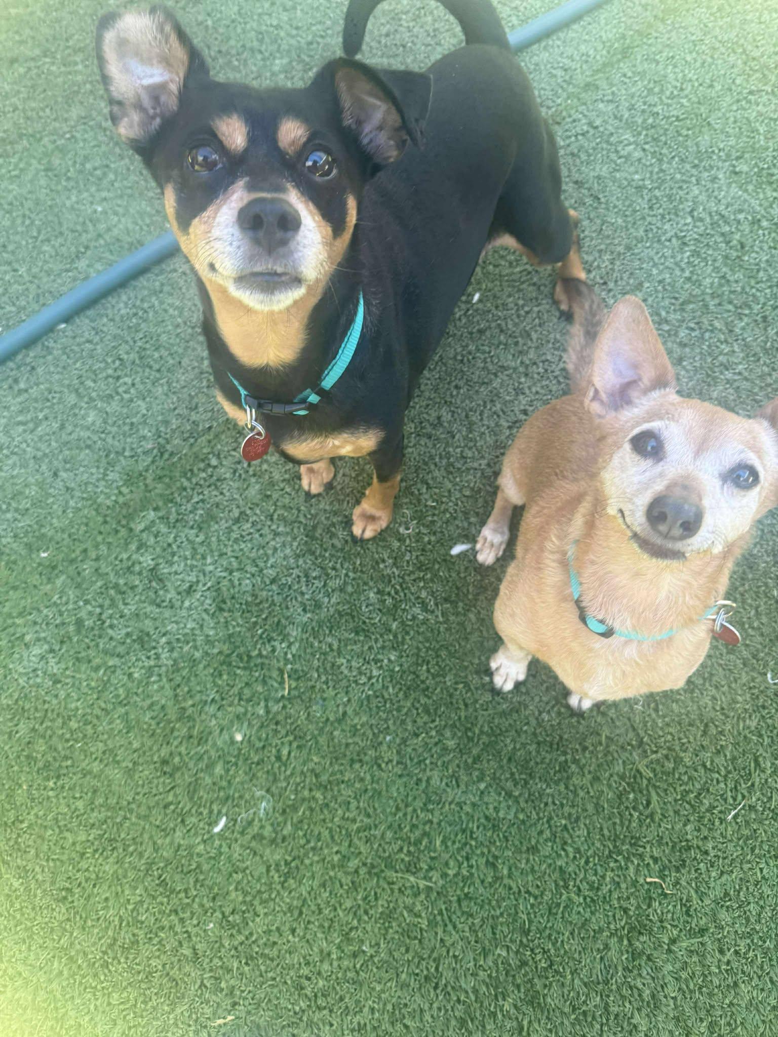 Harry & Houdini-Bonded Pair, a Adopted Chihuahua in Phoenix, AZ image 3/3