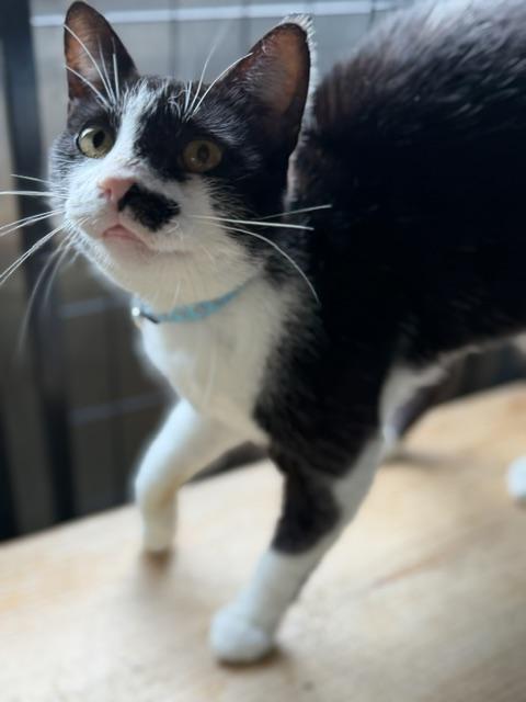 Kate, Adoptable, Adult Female Domestic Short Hair.