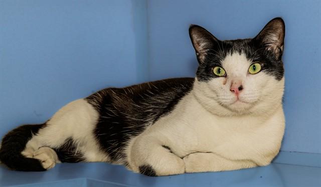 MARLBORO, Adoptable, Young Male Domestic Short Hair.