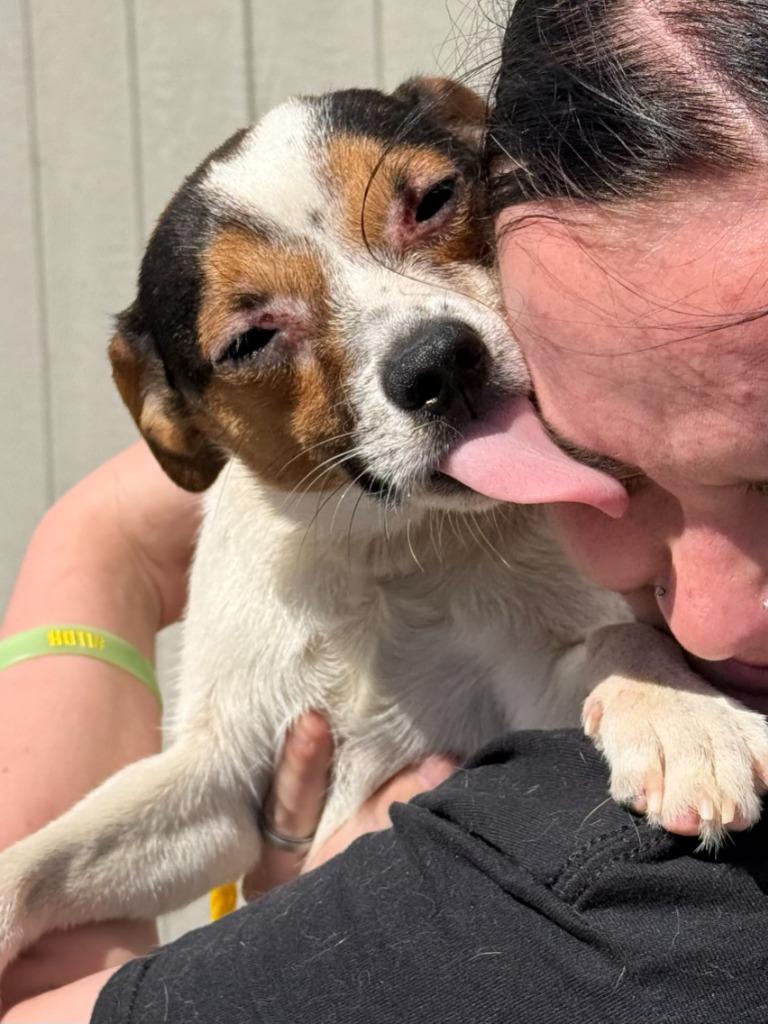 Carlton, Adoptable, Adult Male Terrier & Mixed Breed.