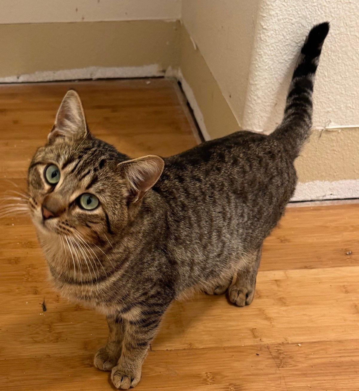 Tony, Adoptable, Young Male Domestic Short Hair & Tabby.