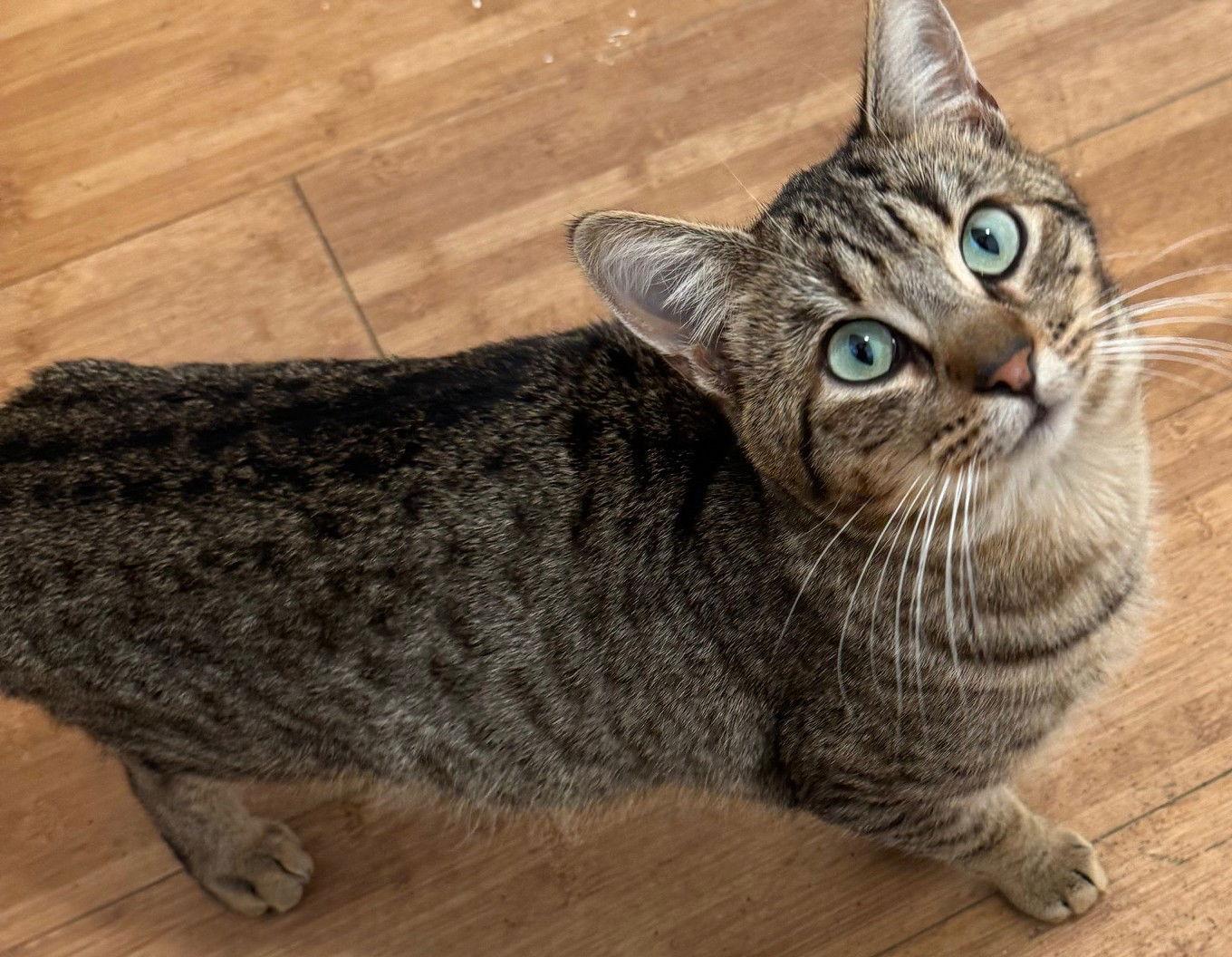 Tony, Adoptable, Young Male Domestic Short Hair & Tabby.