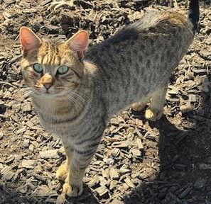 Tony, a Adoptable mixed breed in San Jose, CA image 3/3