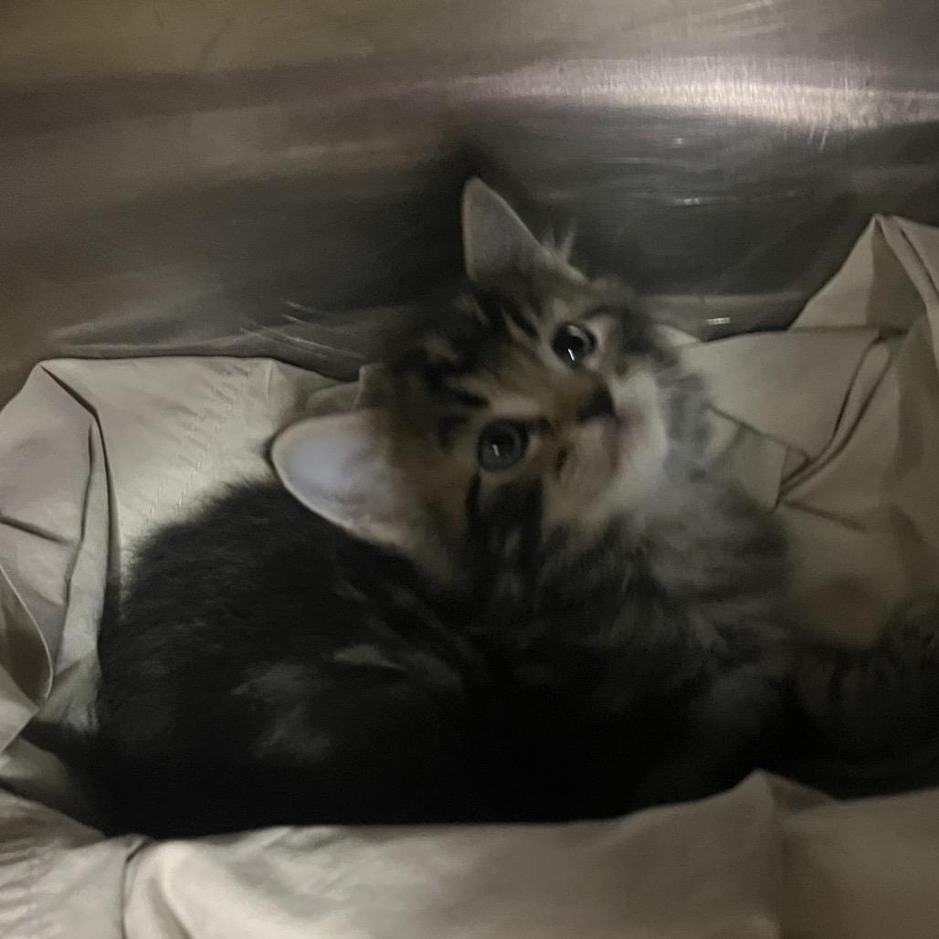 Baxter, Adoptable, Kitten Male Domestic Medium Hair.