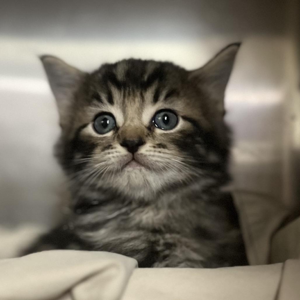 Enlarge Baxter, a Adoptable Domestic Medium Hair in Amarillo, TX image 2/3