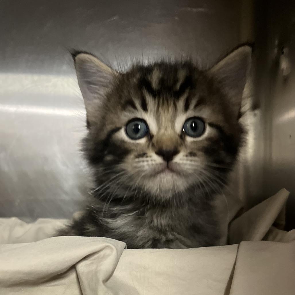 Enlarge Baxter, a Adoptable Domestic Medium Hair in Amarillo, TX image 3/3