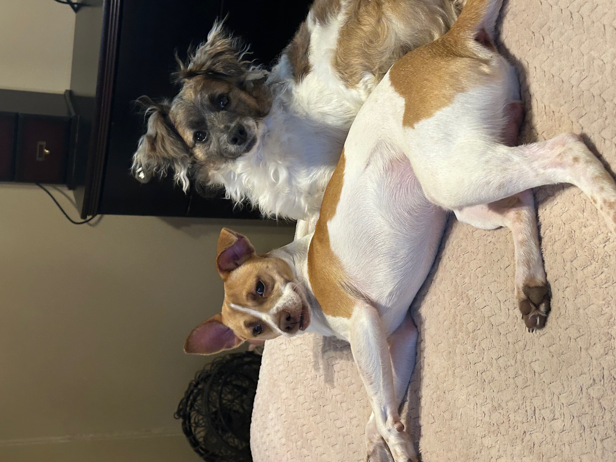 LITTLE LARRY & LEO (bonded pair) — thumbnail 2