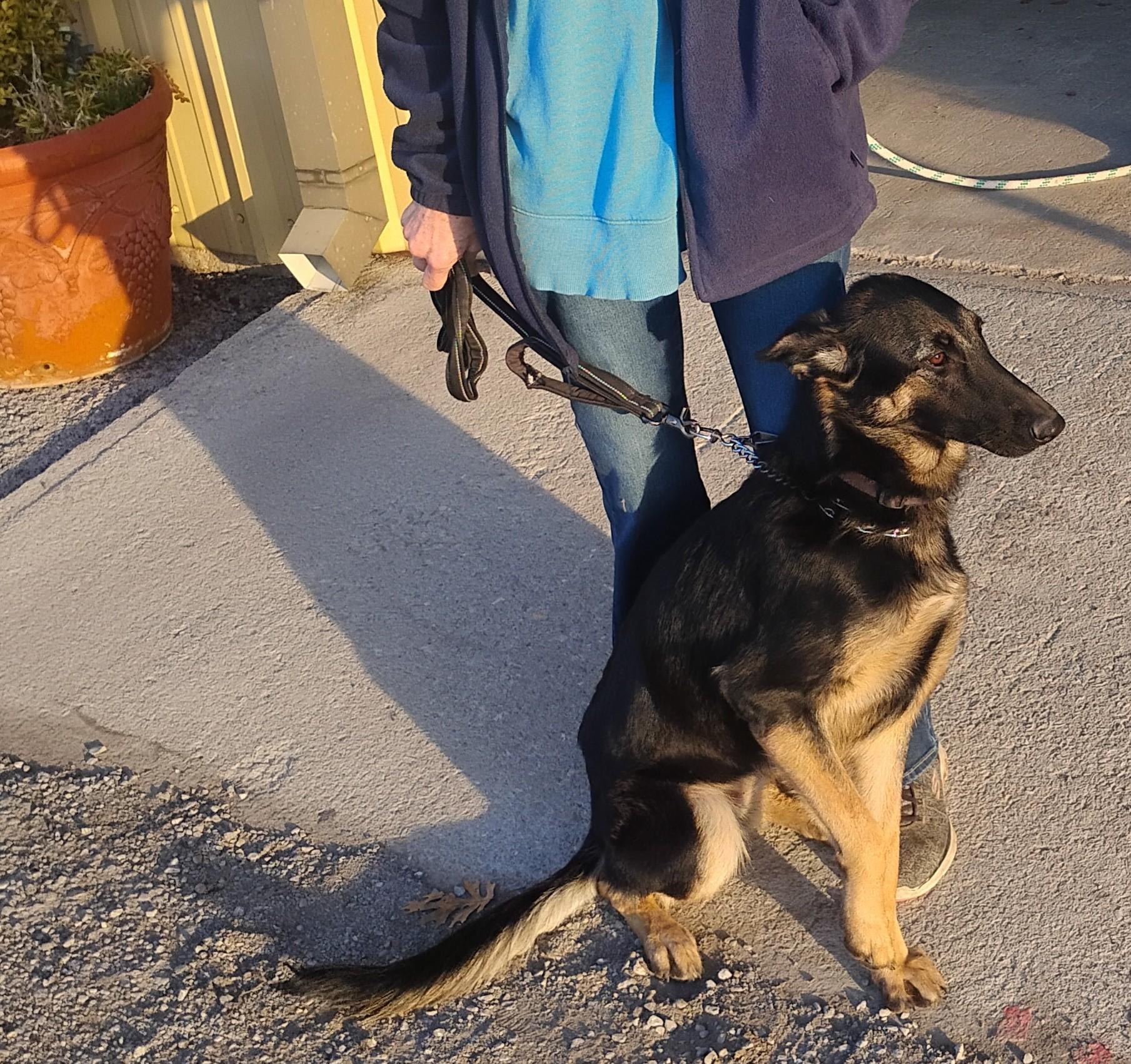Enlarge Shelby, a ADOPTABLE German Shepherd Dog in Sulphur, OK image 3/6