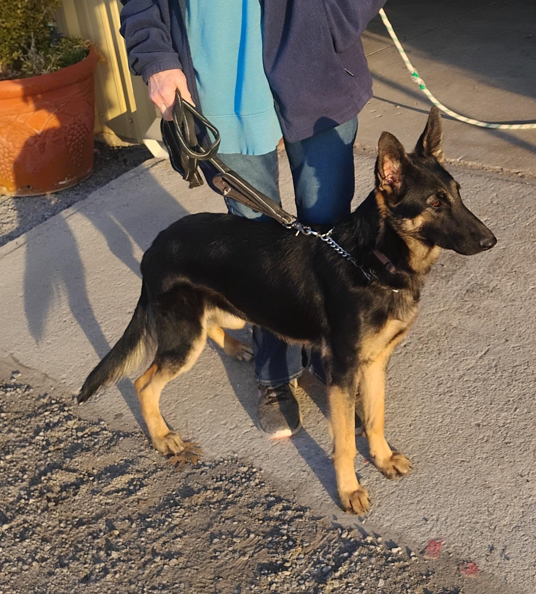 Shelby, ADOPTABLE, Young Female German Shepherd Dog.