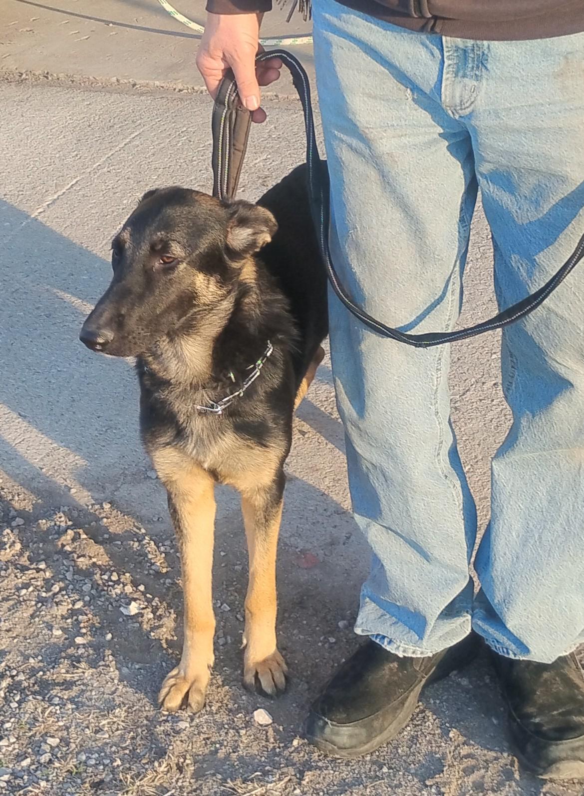 Enlarge Shelby, a ADOPTABLE German Shepherd Dog in Sulphur, OK image 4/6