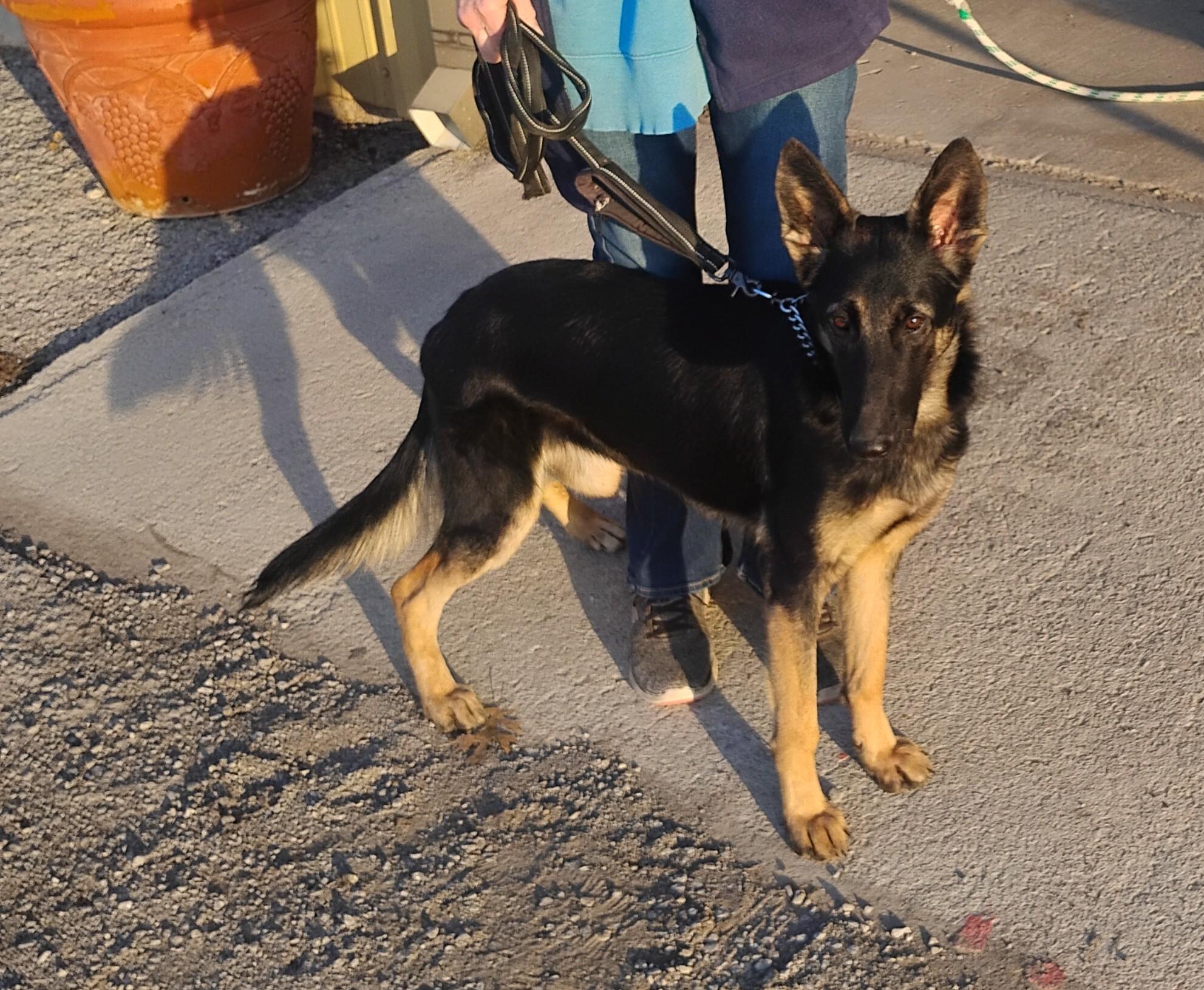 Enlarge Shelby, a ADOPTABLE German Shepherd Dog in Sulphur, OK image 2/6