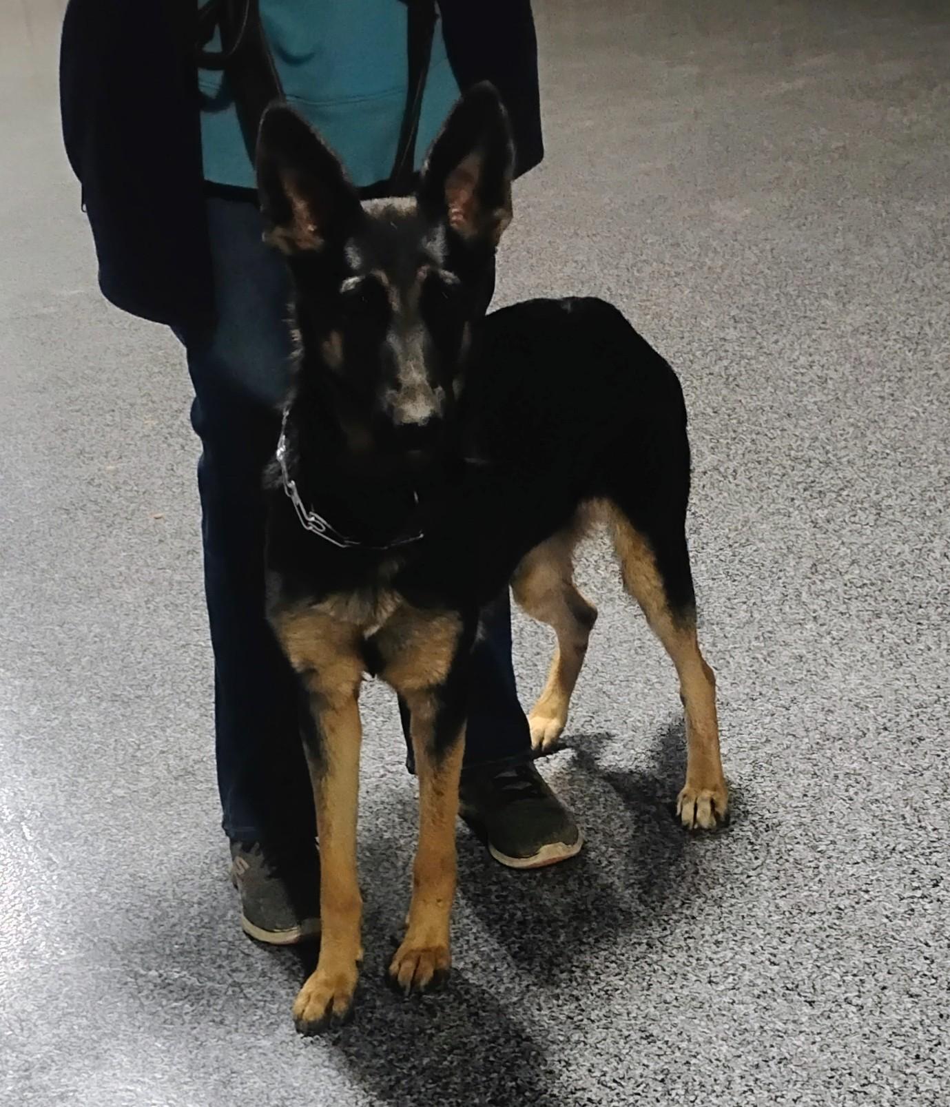 Enlarge Shelby, a ADOPTABLE German Shepherd Dog in Sulphur, OK image 6/6