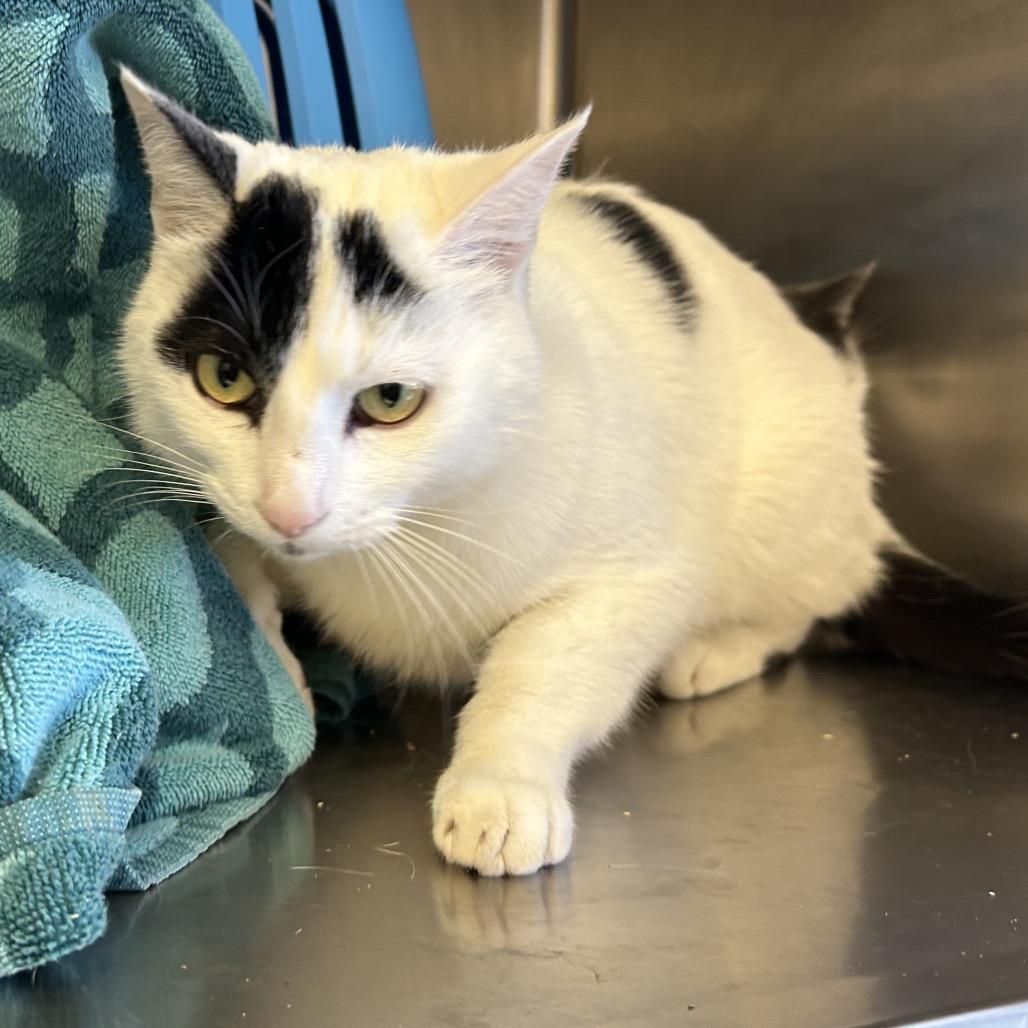 Enzo, Adoptable, Adult Male Domestic Short Hair.