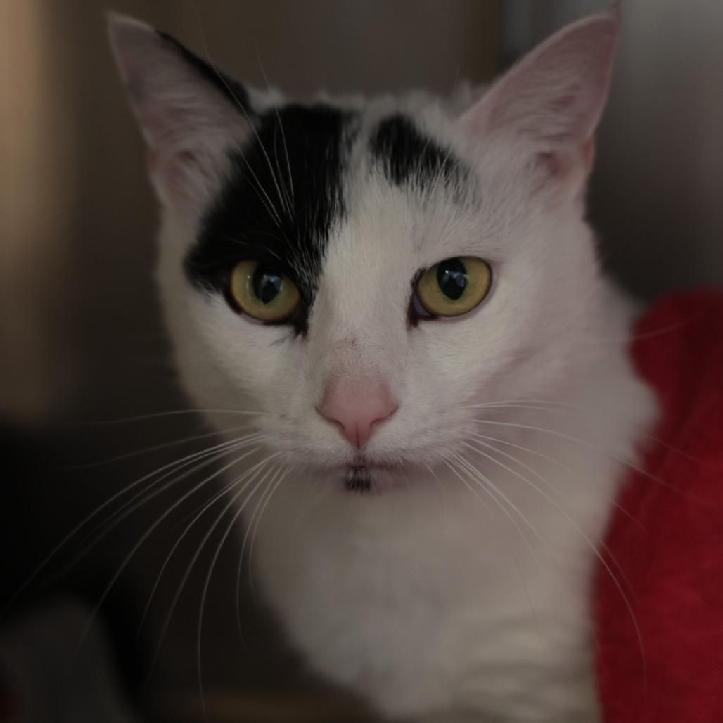 Enzo, a Adoptable Domestic Short Hair in Santa Barbara, CA image 2/2