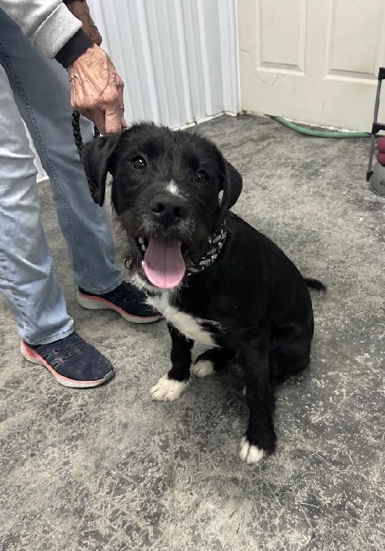 Whiskers thumbnail 2