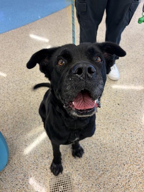 Enlarge STORM, a Adoptable mixed breed in Miami, FL image 1/1