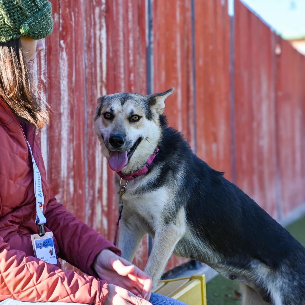 Stromboli, Adoptable, Adult Female Shepherd & Husky.