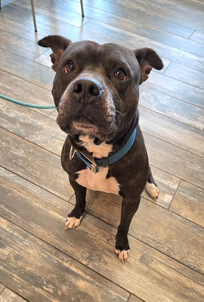 Enlarge Valor Yrly 473, a Adoptable Pit Bull Terrier in Sidney, OH image 1/1