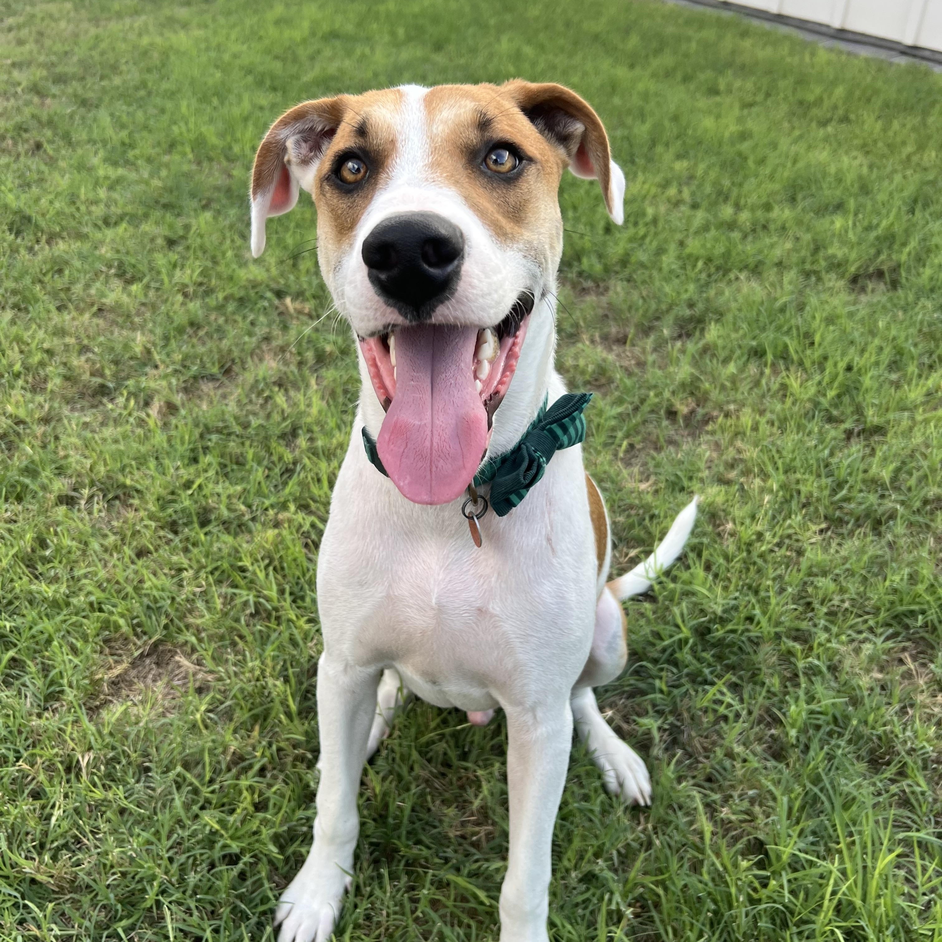 Enlarge Dexter, a Adoptable mixed breed in New York, NY image 1/4