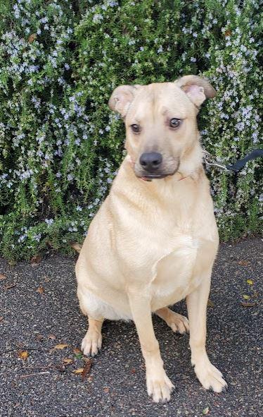 Manuel, a Adoptable mixed breed in Escondido, CA image 1/6