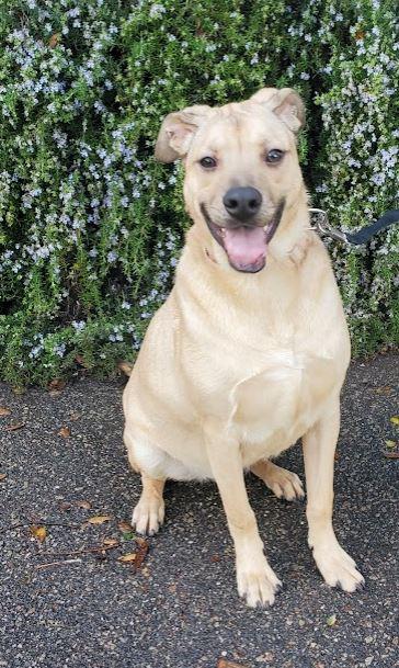 Manuel, a Adoptable mixed breed in Escondido, CA image 2/6