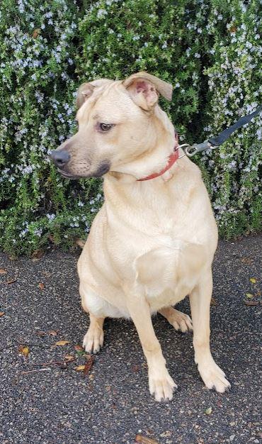 Manuel, a Adoptable mixed breed in Escondido, CA image 3/6