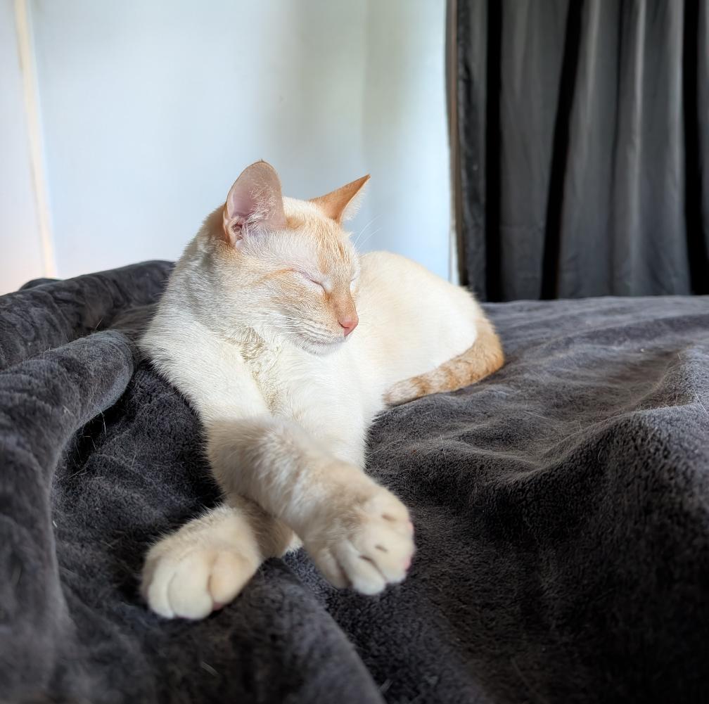 Enlarge Pesci, an adopted Siamese in Los Angeles, CA image 1/3