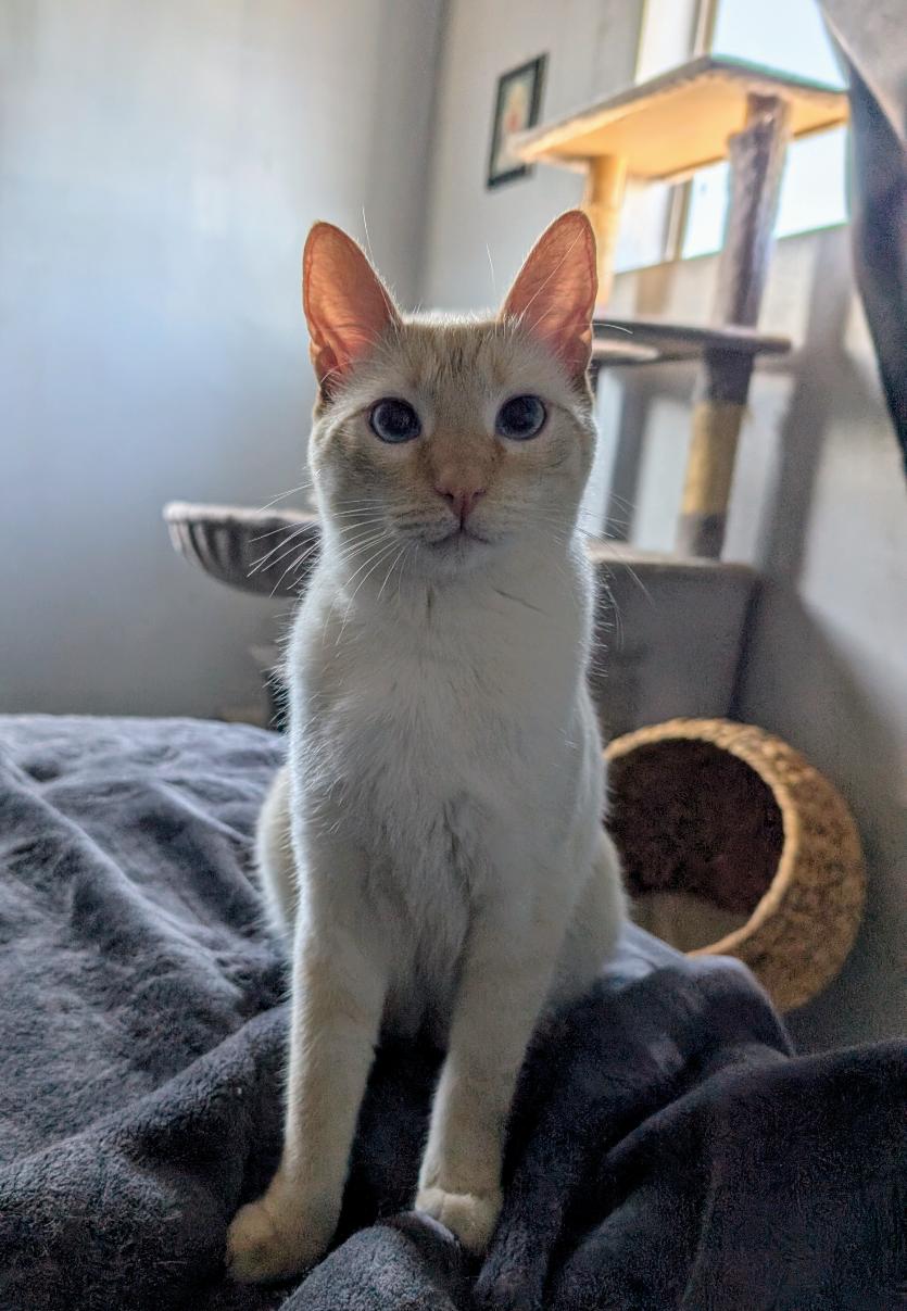 Enlarge Pesci, an adopted Siamese in Los Angeles, CA image 2/3