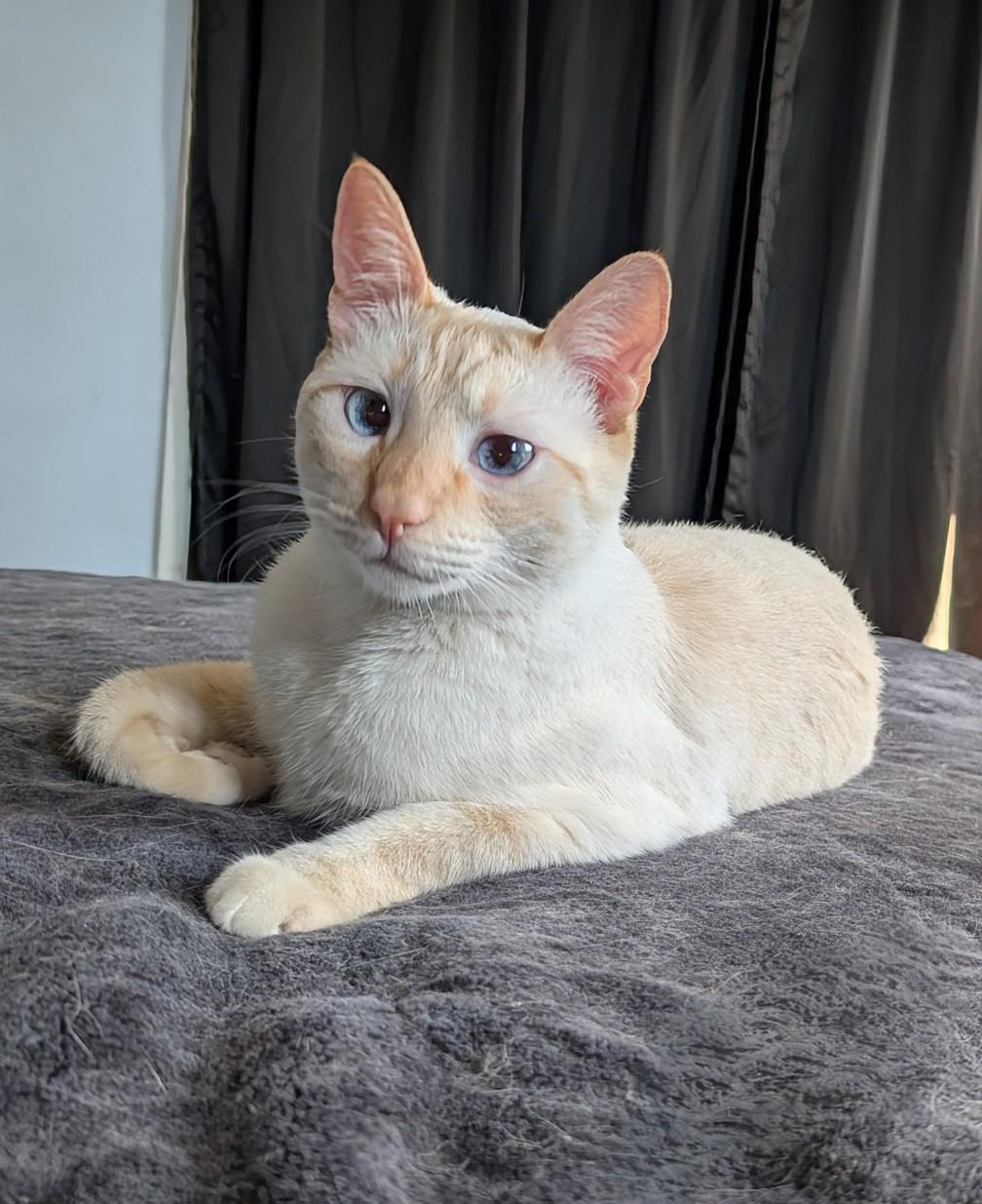 Enlarge Pesci, an adopted Siamese in Los Angeles, CA image 3/3