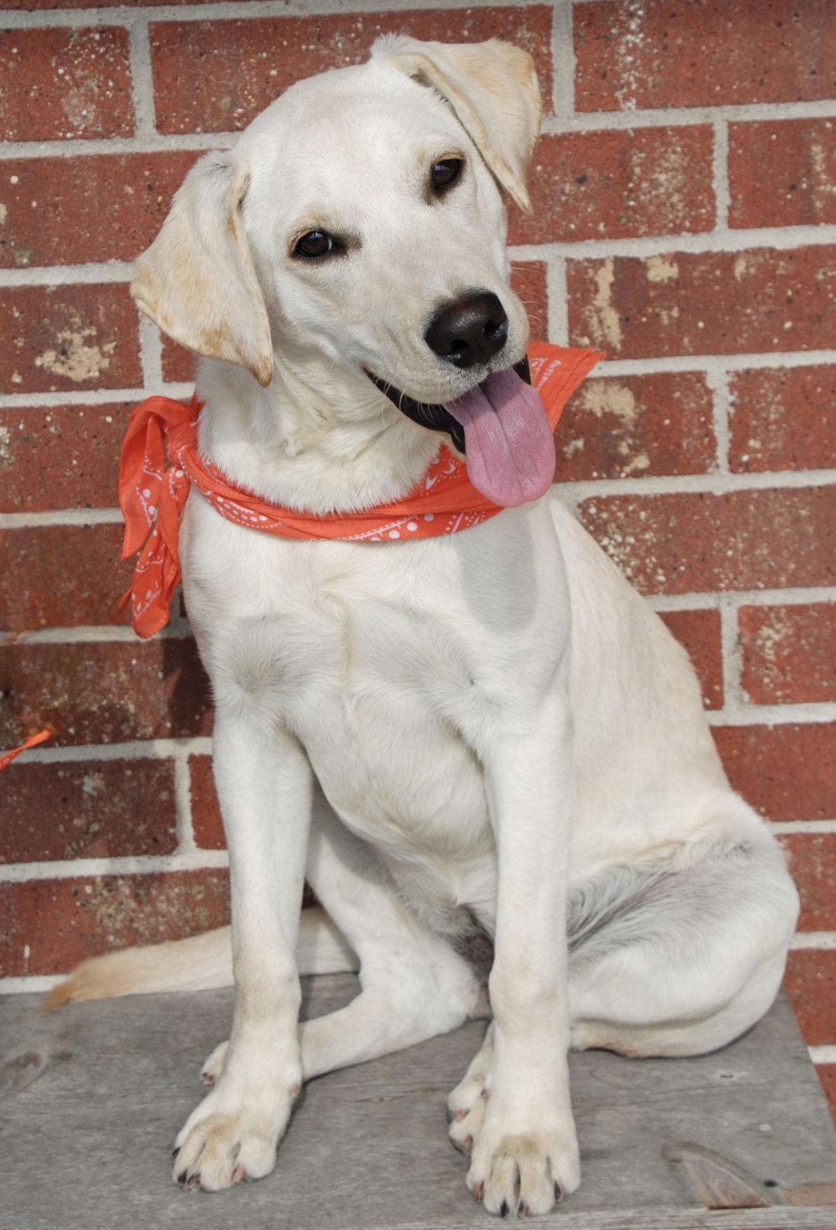 Summer, ADOPTABLE, Adult Female Labrador Retriever.